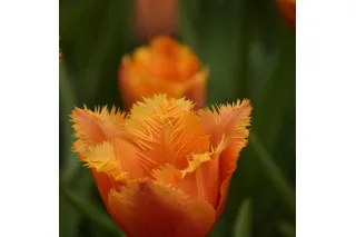Тюльпан Icoon