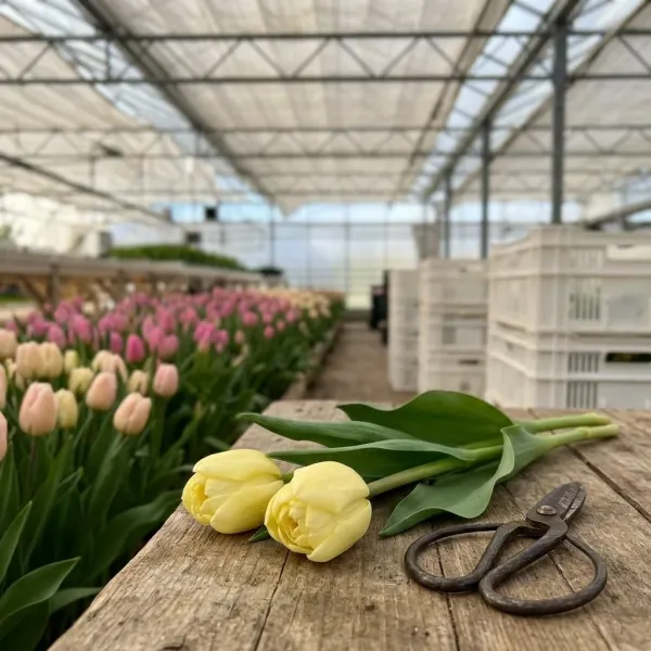 Тюльпаны Avangard на рабочем столе с ножницами, свежий срез из теплицы Rosbotanic