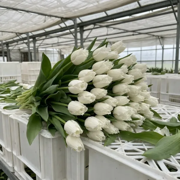 Свежая срезка белых бахромчатых тюльпанов Cricko в теплице Rosbotanic под Тюменью