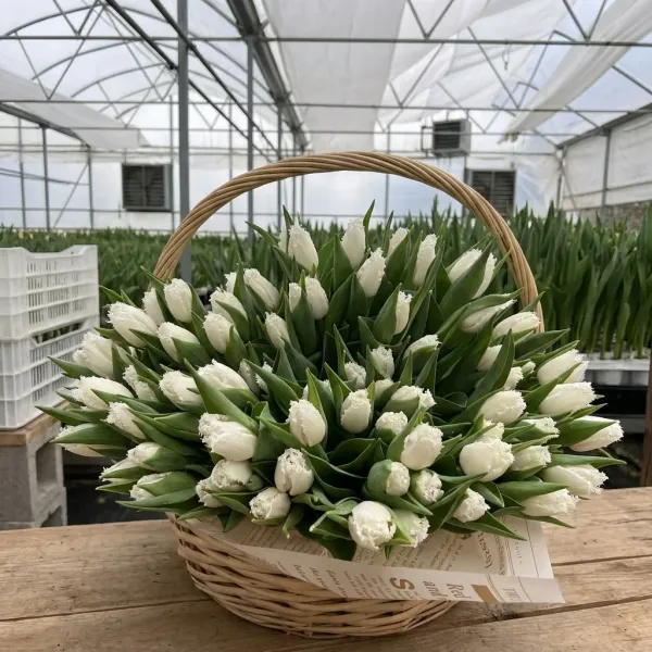 Плетёная корзина с белыми тюльпанами Cricko в теплице Rosbotanic, Тюменская область