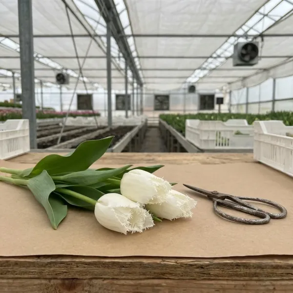 Тюльпаны Cricko с ножницами на рабочем столе флориста в теплице Rosbotanic