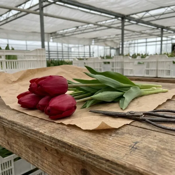 Тюльпаны Curry на крафт-бумаге с ножницами в теплице Rosbotanic, вишнёво-красный Триумф