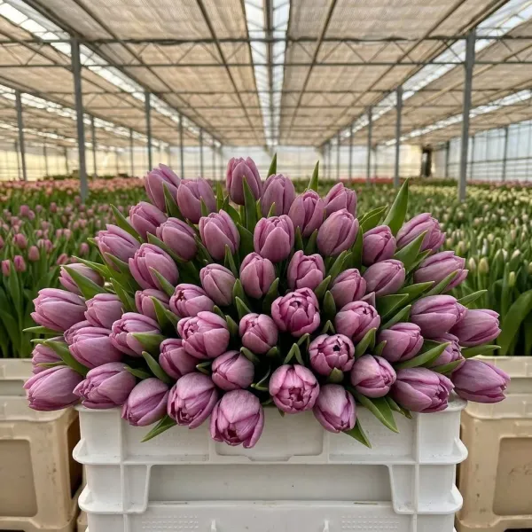 Букет лилово-розовых махровых тюльпанов Double Price крупным планом, теплица Rosbotanic