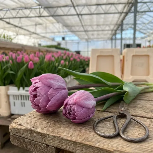 Тюльпаны Double Price на рабочем столе с ножницами, свежий срез из теплицы Rosbotanic