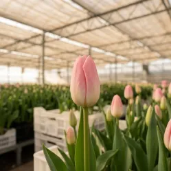 First Class