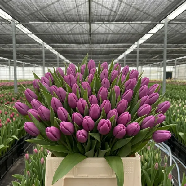 Букет пурпурные Триумф тюльпанов Fortress крупным планом, теплица Rosbotanic