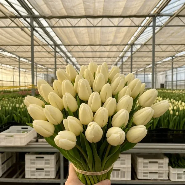 Букет жёлтые махровые тюльпанов Fun For Two крупным планом, теплица Rosbotanic