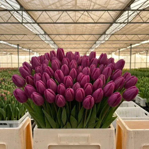 Букет глубокие пурпурные Триумф тюльпанов Lincoln крупным планом, теплица Rosbotanic