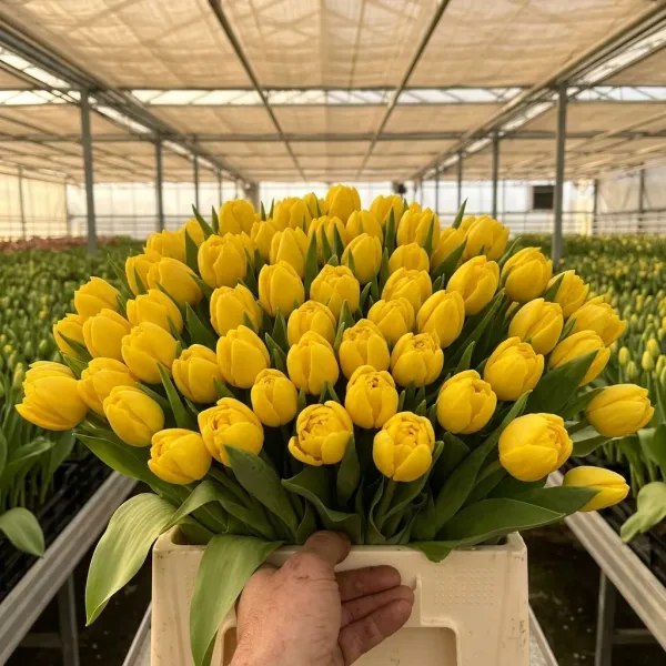 Букет жёлтые Триумф тюльпанов Marie Jo крупным планом, теплица Rosbotanic