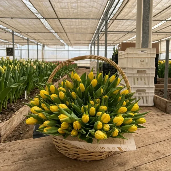 Плетёная корзина с жёлтые Триумф тюльпанами Marie Jo в теплице Rosbotanic