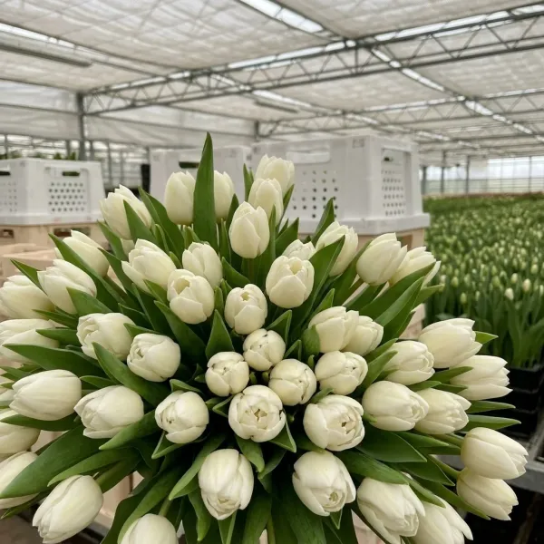 Букет белые махровые тюльпанов Mondial крупным планом, теплица Rosbotanic