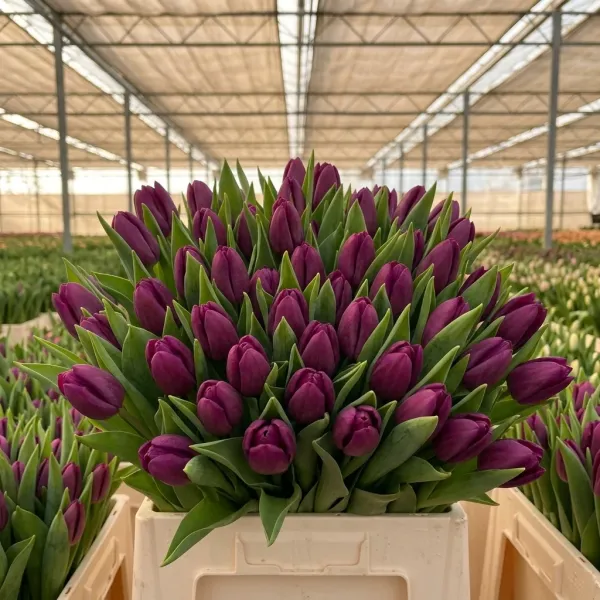 Букет розовые Триумф тюльпанов Roeska крупным планом, теплица Rosbotanic