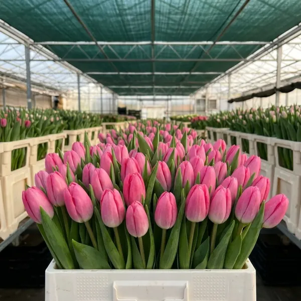 Букет розовые Триумф тюльпанов Sissi крупным планом, теплица Rosbotanic