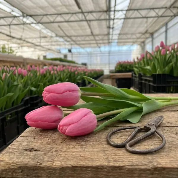 Тюльпаны Sissi на рабочем столе с ножницами, свежий срез из теплицы Rosbotanic