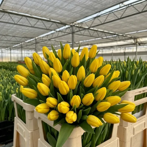 Букет жёлтые Триумф тюльпанов Strong Gold крупным планом, теплица Rosbotanic