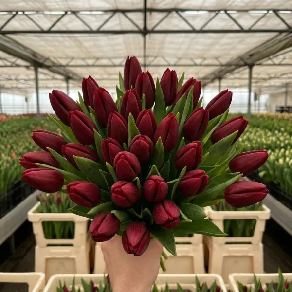 Букет красные Триумф тюльпанов Strong Love крупным планом, теплица Rosbotanic
