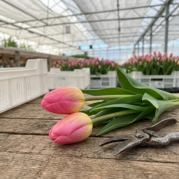Тюльпаны Tom Pouce на рабочем столе с ножницами, свежий срез из теплицы Rosbotanic