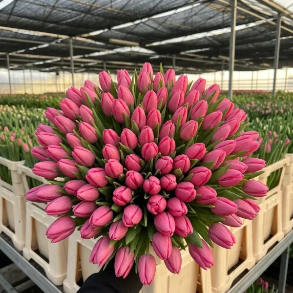 Букет красные Триумф тюльпанов Tresor крупным планом, теплица Rosbotanic