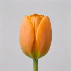 Тюльпан Time Out