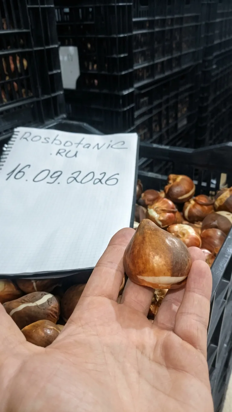Луковица тюльпана калибра 12+ из Голландии в руках у теплицы Rosbotanic под Тюменью, посадочный материал сезона 2026