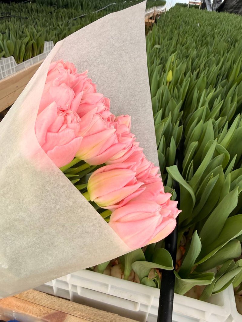 Готовые букеты тюльпанов на фоне теплицы Rosbotanic — партия к оптовой отгрузке из Тюмени