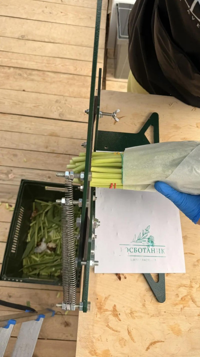 Отгрузка готовой партии тюльпанов оптовому клиенту, теплица Rosbotanic 400 м² Тюменский район