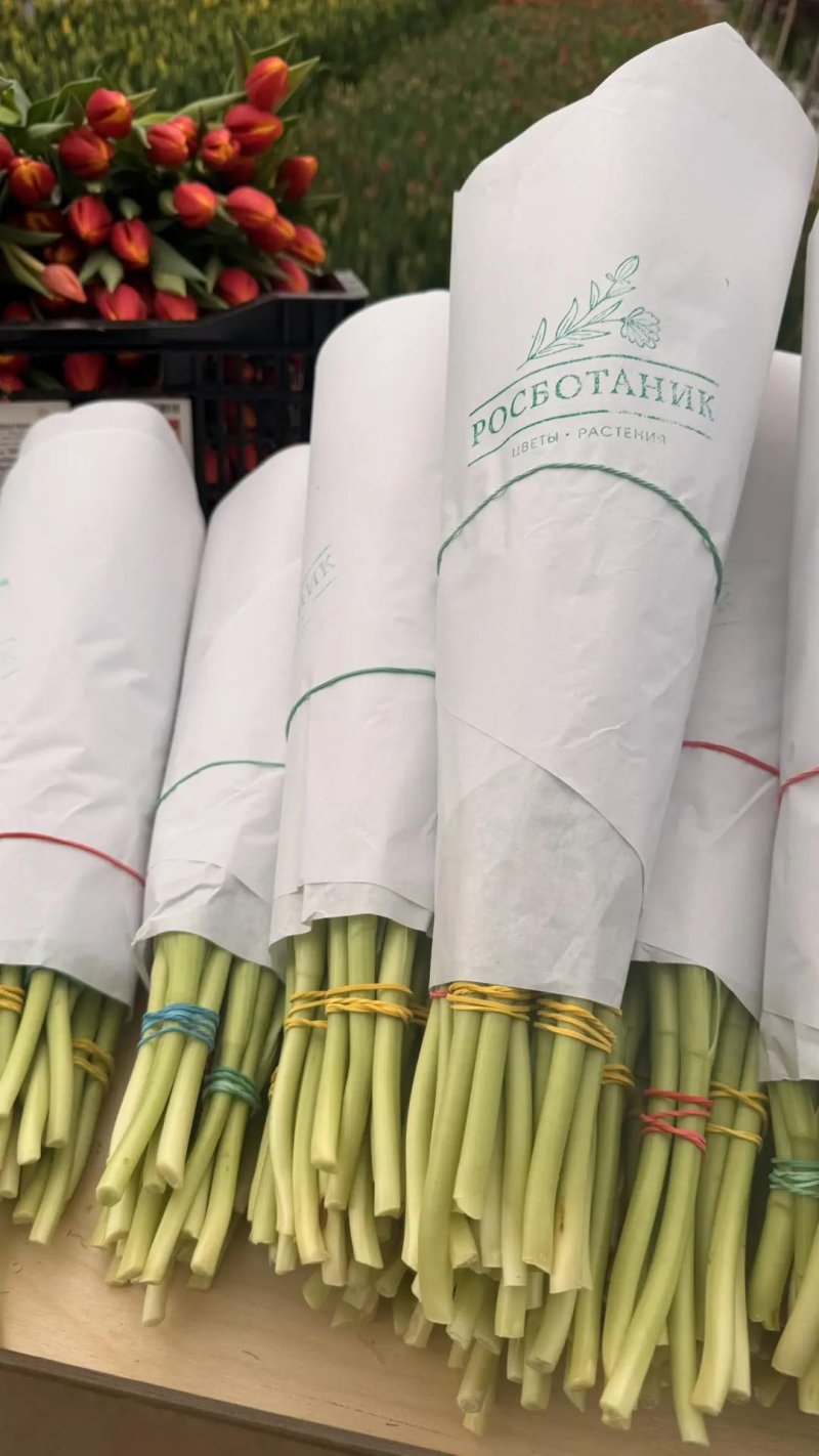 Сотрудники теплицы Rosbotanic срезают тюльпаны — свежий срез партиями к оптовой отгрузке
