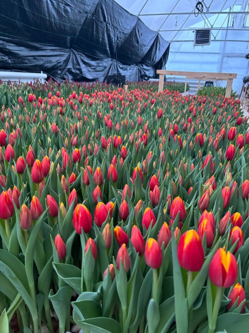 Белые тюльпаны в теплице Rosbotanic перед срезкой партии — оптовая отгрузка одним днём