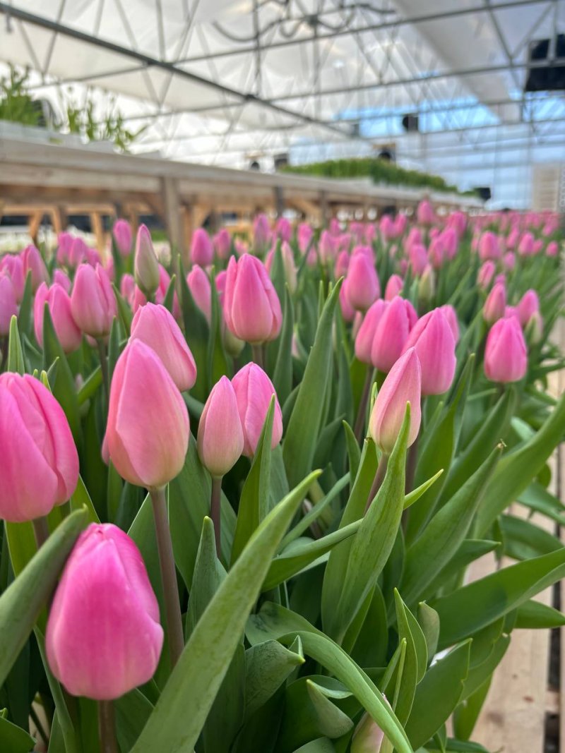 Красные тюльпаны в теплице Rosbotanic перед срезкой партии — свежая партия к отгрузке