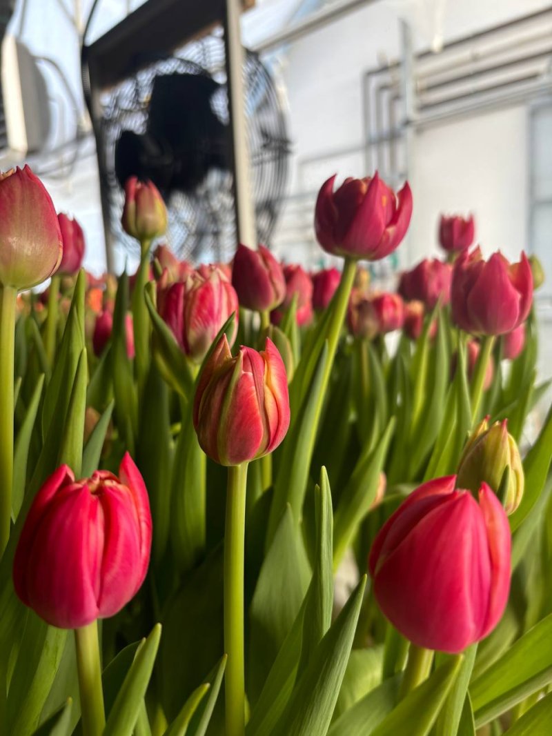 Розовые тюльпаны в теплице Rosbotanic перед срезкой — свежая партия к оптовой отгрузке из Тюмени