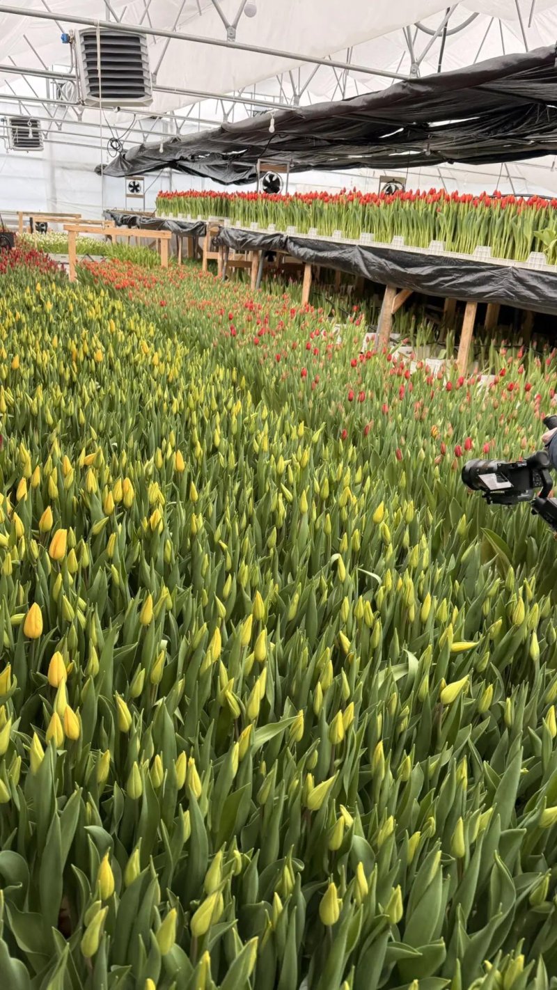 Ярусы теплицы Rosbotanic — вид на инфраструктуру собственного производства 400 м² под Тюменью