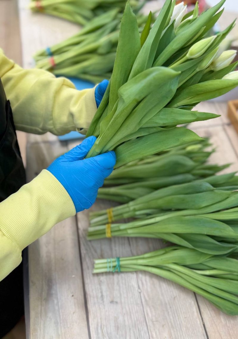 Сортировка белых тюльпанов класса I после срезки в теплице Rosbotanic Тюменский район