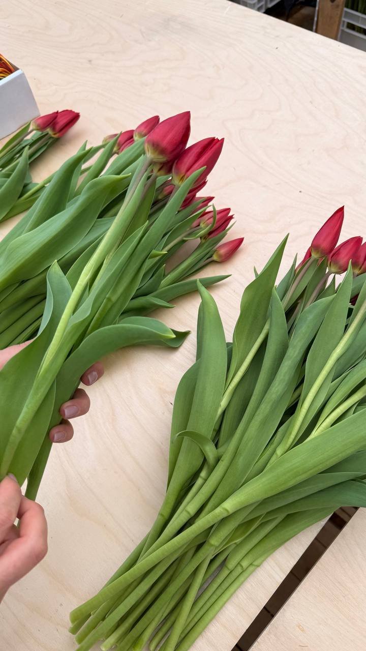 Сортировка свежесрезанных красных тюльпанов, наш флорист, теплица Rosbotanic