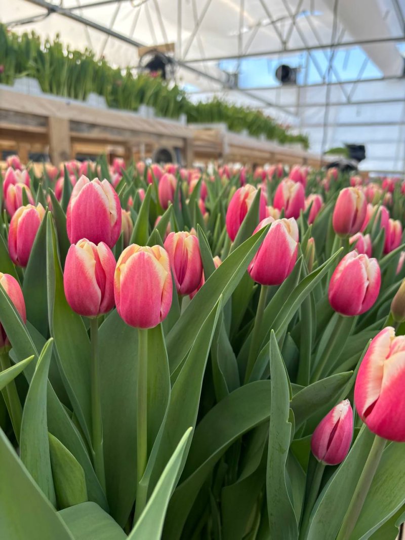 Двухцветные тюльпаны в цвету, теплица Rosbotanic 400 м² в Тюменском районе, февраль 2026