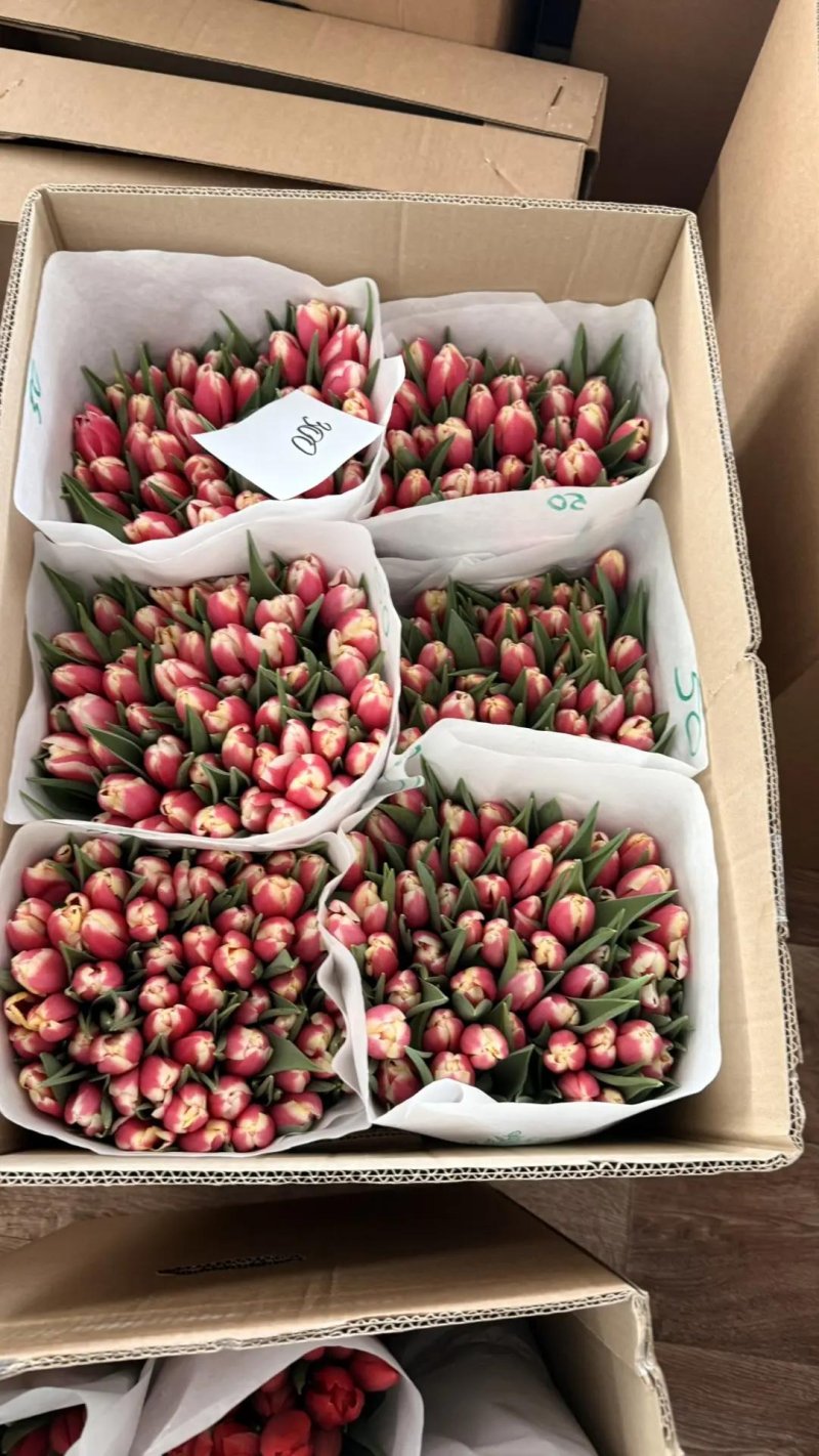 Букет 25 тюльпанов от Rosbotanic — свежий срез из теплицы под Тюменью, фирменная упаковка