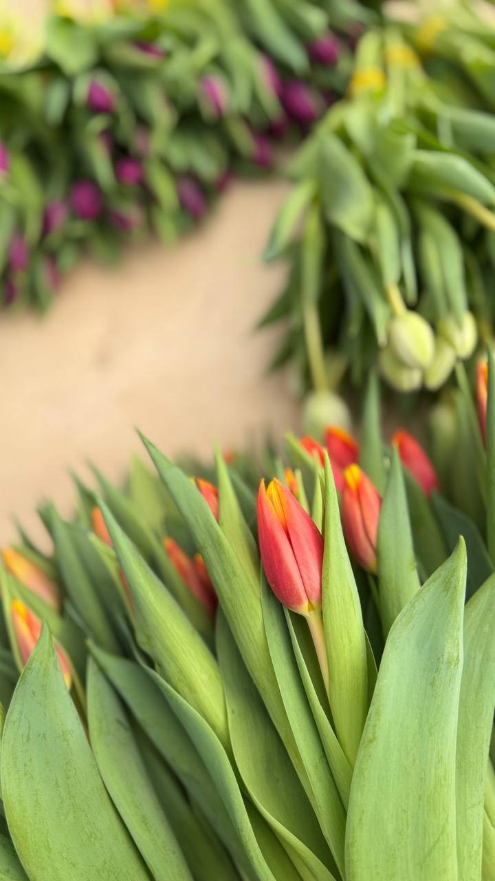 Крупный план тюльпана — фотосессия для каталога сортов, теплица Rosbotanic под Тюменью