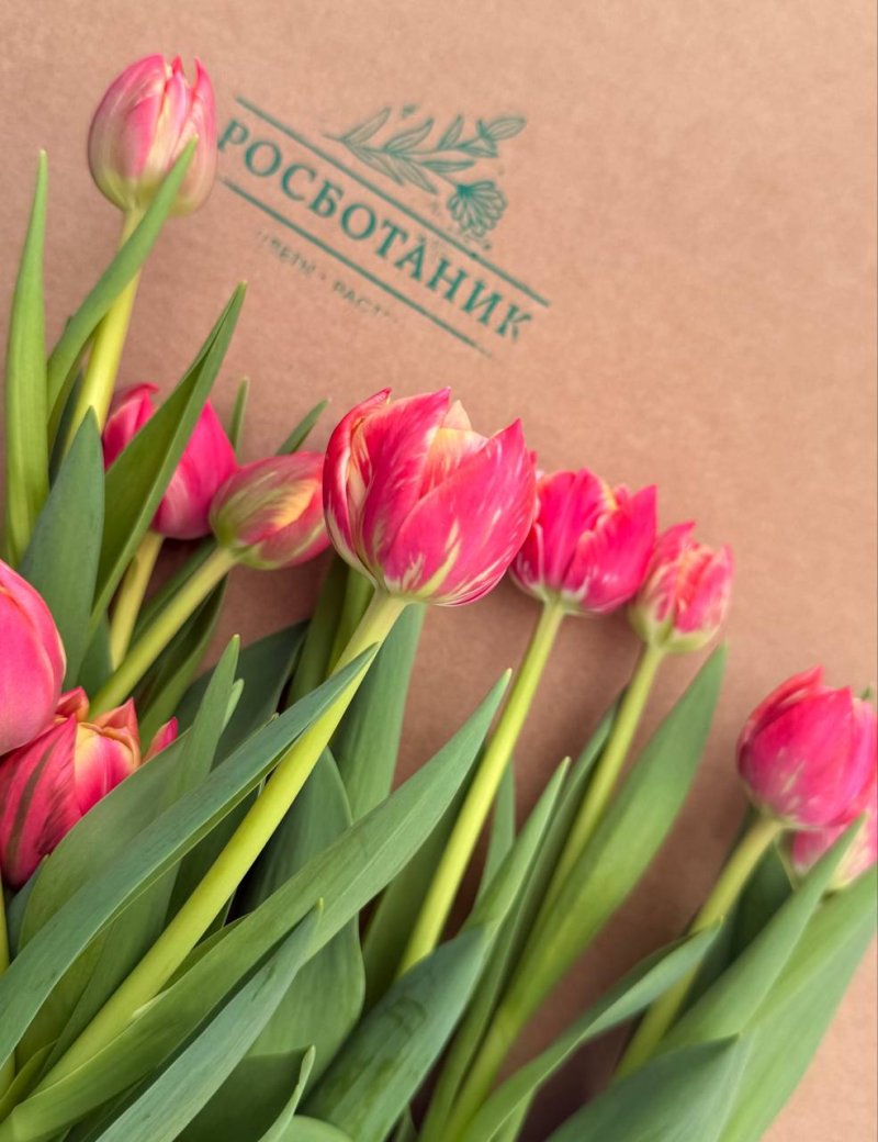 Профессиональная фотосъёмка тюльпанов теплицы Rosbotanic — сорт крупным планом