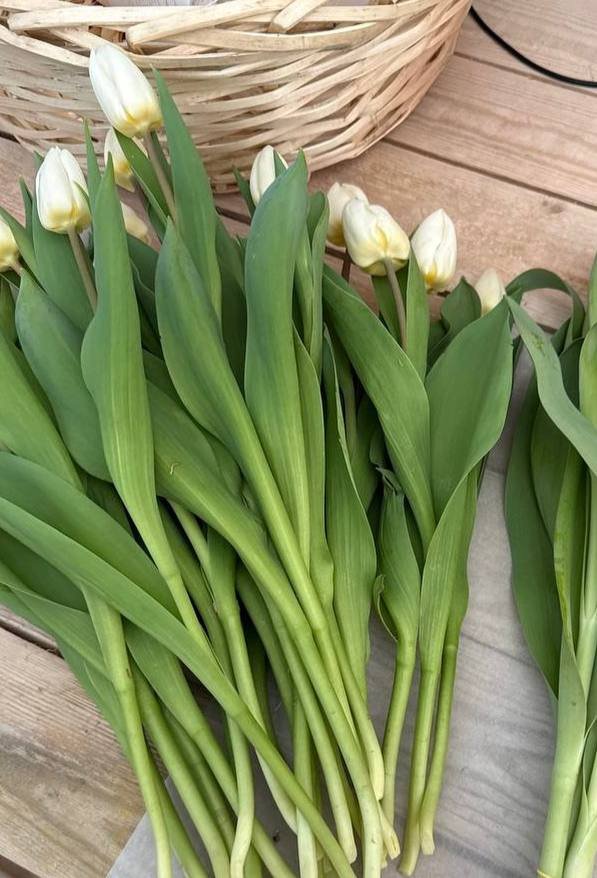 Тюльпан крупным планом — фотосессия каталога сортов теплицы Rosbotanic в Тюмени