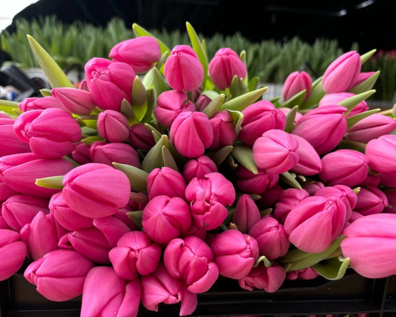 Тюльпан в профессиональной съёмке — теплица Rosbotanic в Тюменском районе, свежий срез