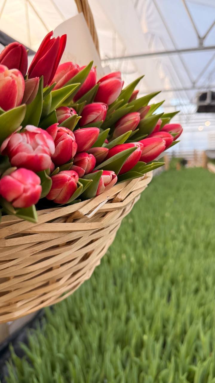 Красные тюльпаны в корзине на фоне теплицы Rosbotanic — свежая партия к отгрузке из Тюмени