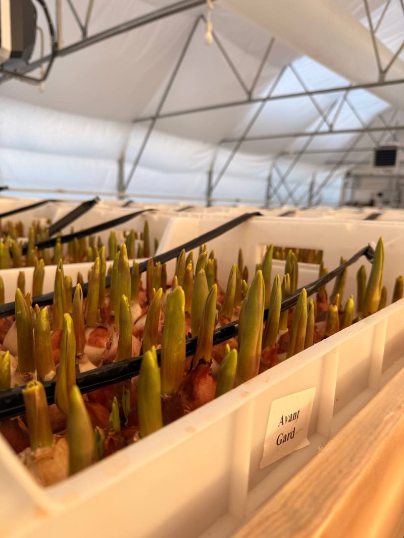 Выгонка луковиц тюльпанов на партии к 8 марта, теплица Rosbotanic 400 м² Тюменский район